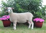 Sheep Trax Lyrica 391L